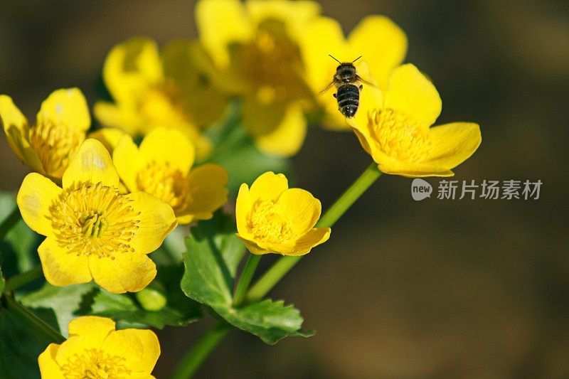 Caltha palustris / Sumpf-Dotterblume和蜜蜂。慕尼黑,巴伐利亚。